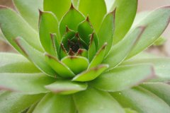 <b>房子裝修后放什么植物好？</b>